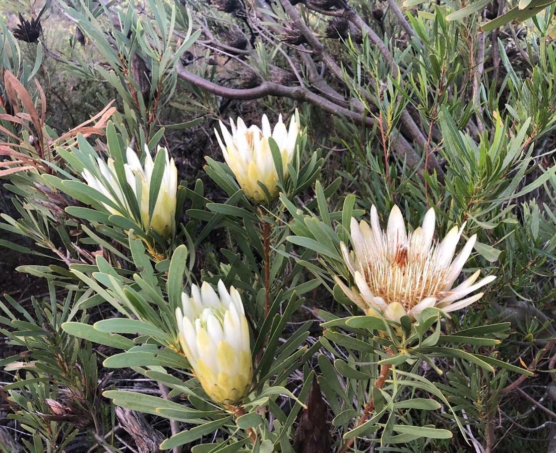 Welbedacht Game & Nature Reserve Tulbagh Eksteriør billede