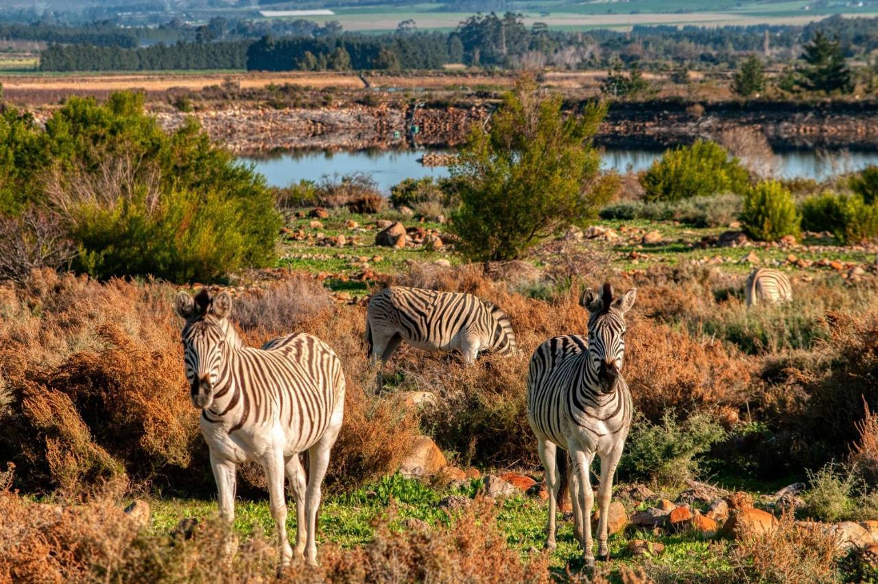Welbedacht Game & Nature Reserve Tulbagh Eksteriør billede