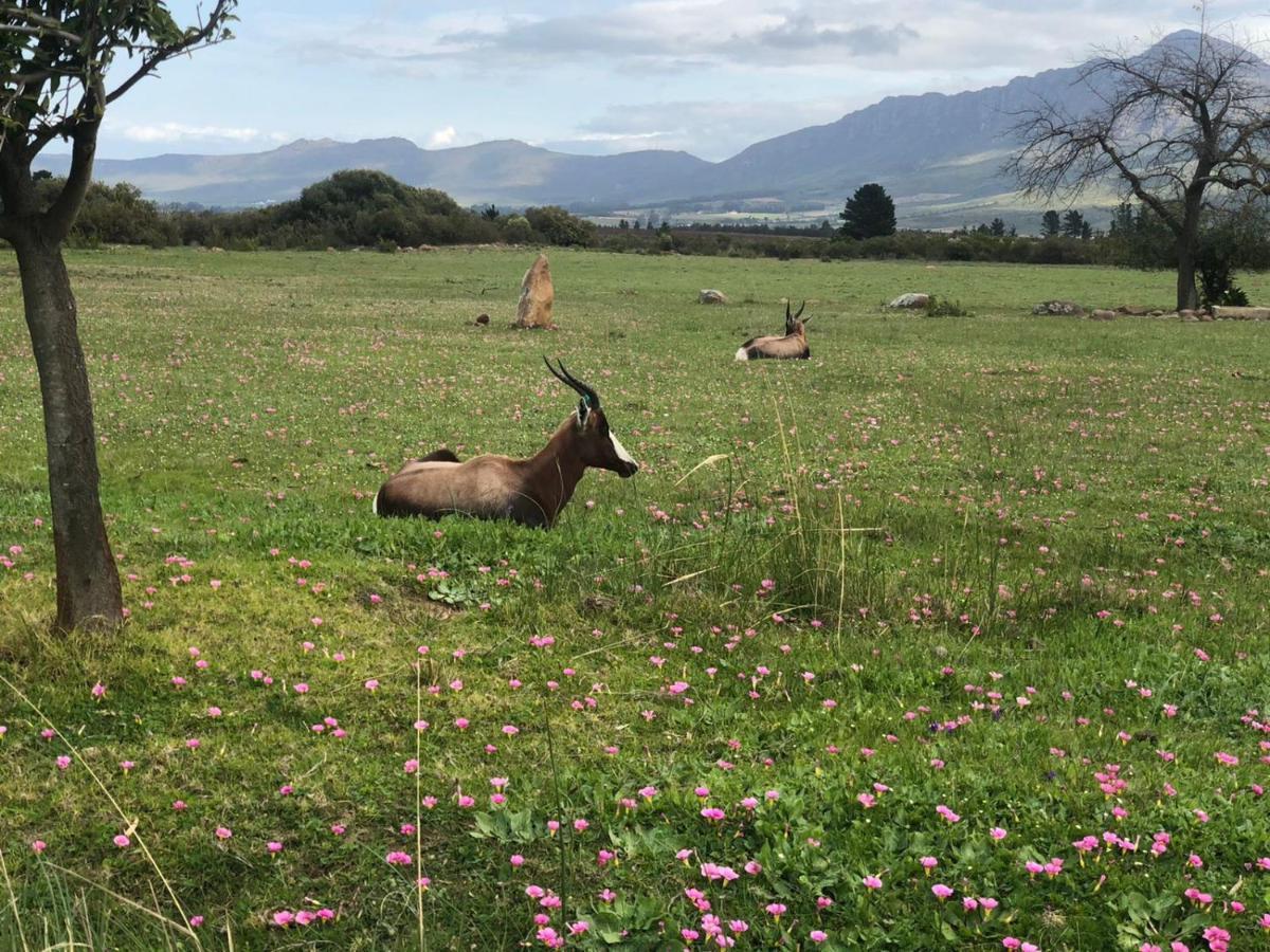 Welbedacht Game & Nature Reserve Tulbagh Eksteriør billede